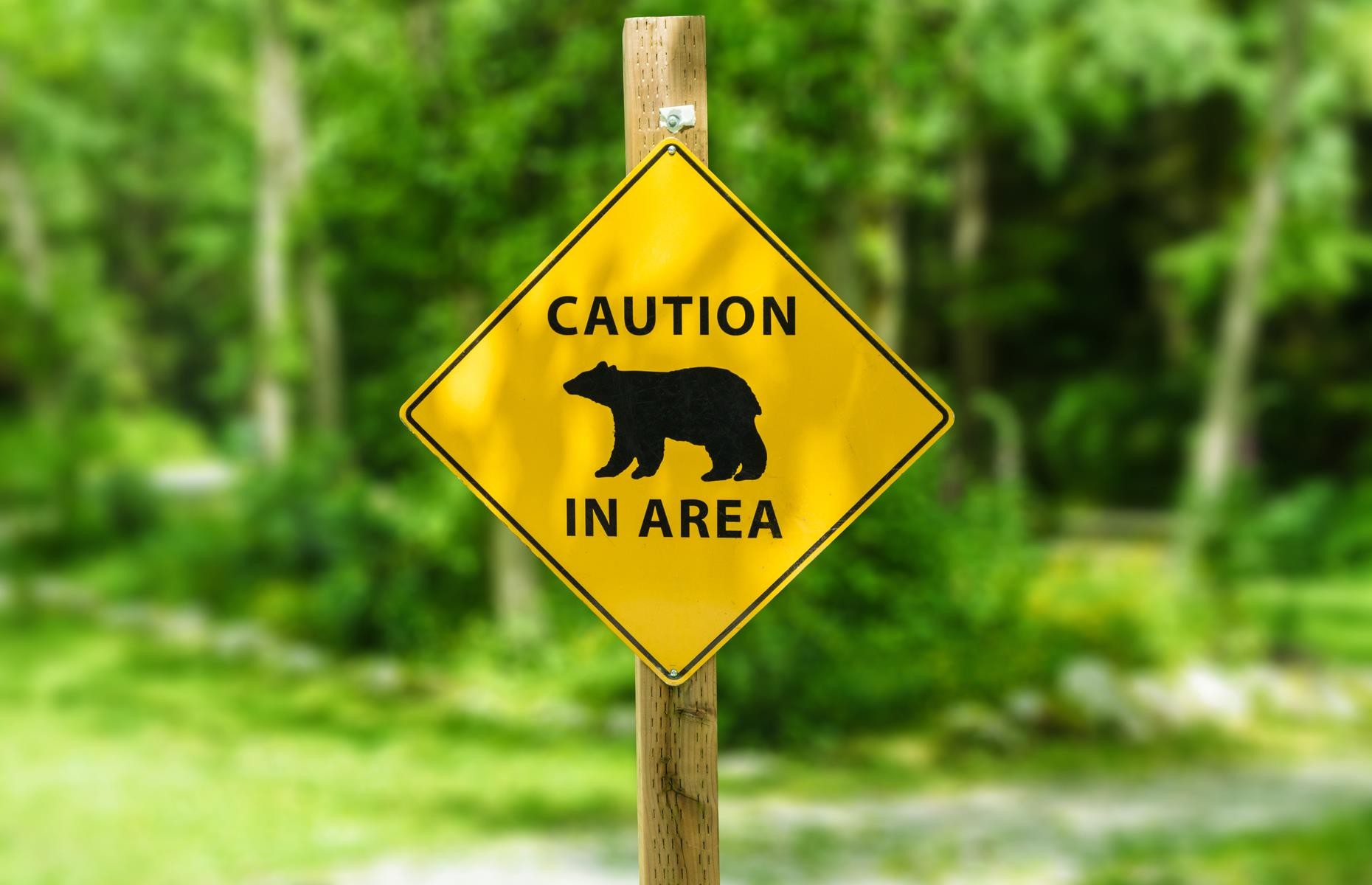 07be3bd9-4913-439d-b78f-424b600554c9-bear