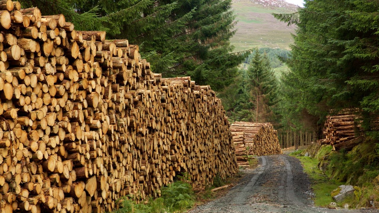 logs