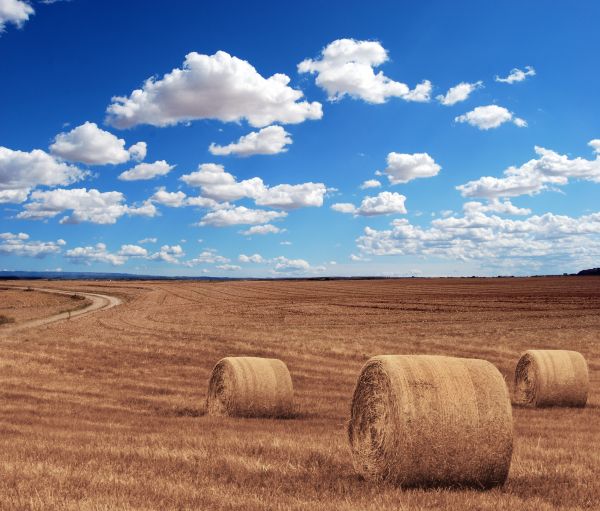 field_agriculture_harvest_village_corn_hay_rye_wheat-1082958